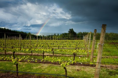 Clay Court Vineyard