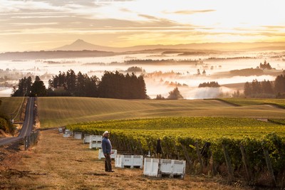 Five Mountain Vineyard