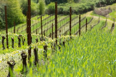 A ryegrass cover crop at La Dolce Vita Vineyard
