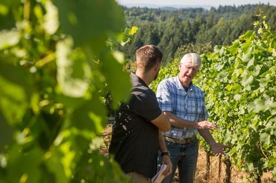 Mike McNally in the vineyard talking about vine canopy management