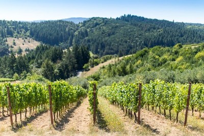 Fairsing Vineyard