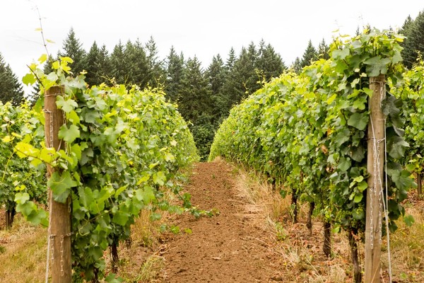 Xander-Taryn Vineyard