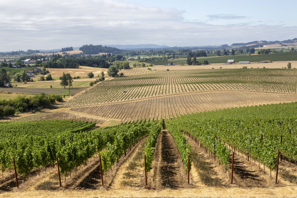 Marine soils at Quandary Vineyards looking south down the Yamhill Valley