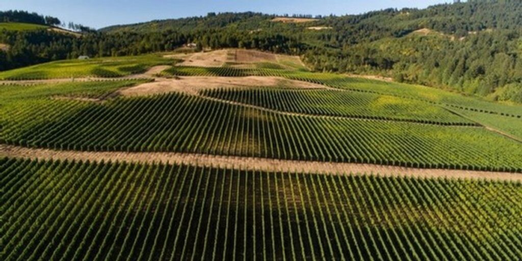 Corrine Vineyard