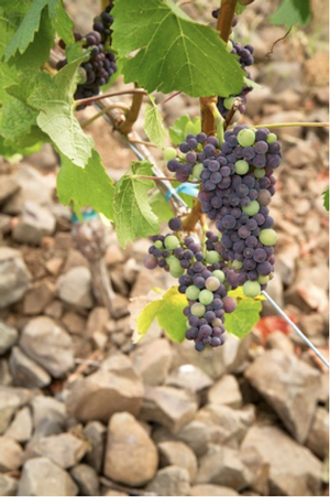 Pinot Noir grapes at Corrine Vineyard